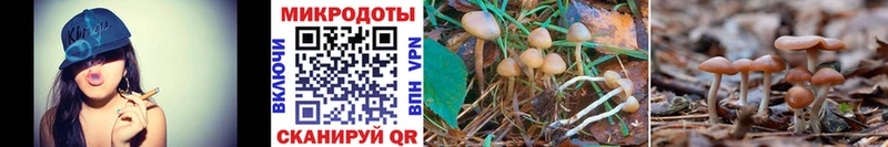 закладка  Кумертау  Псилоцибиновые грибы Magic Shrooms 